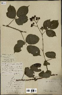 spécimen de Rubus nemorosus