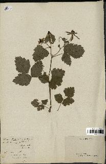 spécimen de Rubus nemorosus