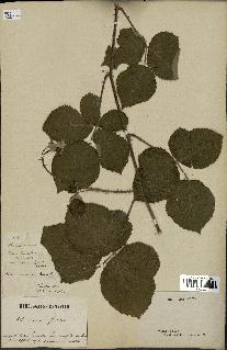 spécimen de Rubus nemorosus