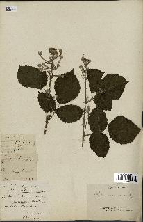 spécimen de Rubus nemorosus