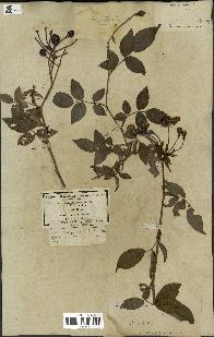 spécimen de Rosa sempervirens