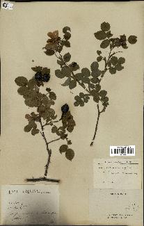 spécimen de Rosa collina