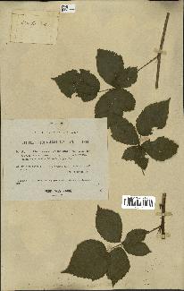 spécimen de Rubus caesius x bifrons