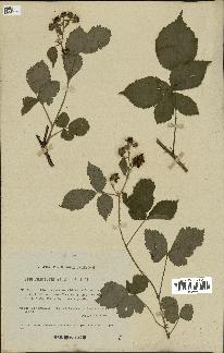 spécimen de Rubus caesius x bifrons