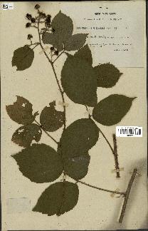 spécimen de Rubus bellardii