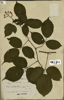 spécimen de Rubus bellardii