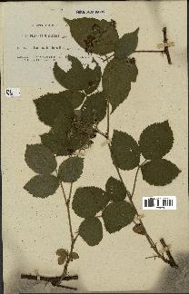 spécimen de Rubus bellardii