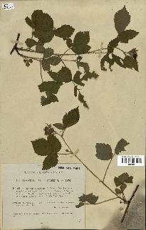 spécimen de Rubus curvatus