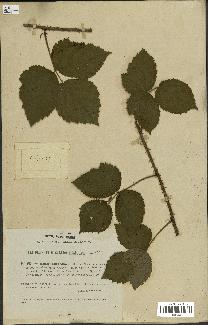 spécimen de Rubus curvatus