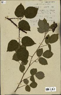 spécimen de Rubus insolatus