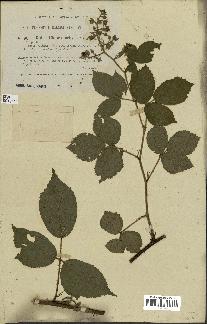 spécimen de Rubus chlorostachys
