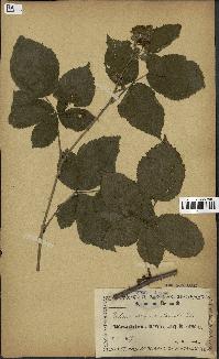 spécimen de Rubus caesius x radula