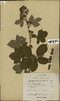 spécimen de Rubus langei