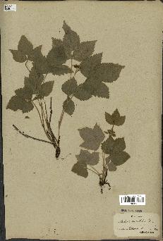 spécimen de Rubus saxatilis