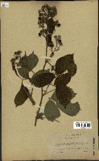 spécimen de Rubus lejolisii