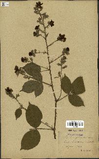 spécimen de Rubus glandulosus