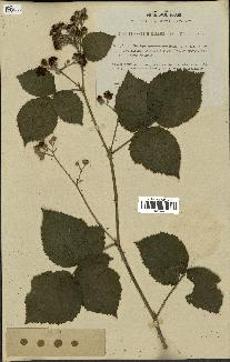 spécimen de Rubus nemorosus