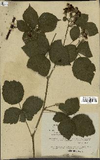 spécimen de Rubus nemorosus