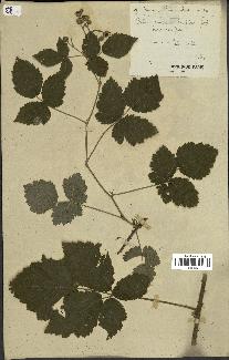 spécimen de Rubus caesius x ulmifolius