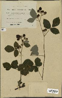 spécimen de Rubus caesius x ulmifolius