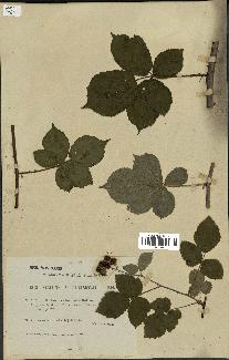 spécimen de Rubus caesius x ulmifolius