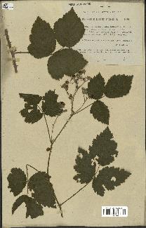 spécimen de Rubus caesius x ulmifolius