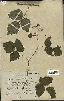 spécimen de Rubus caesius x ulmifolius