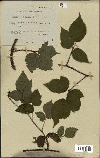 spécimen de Rubus hirtus