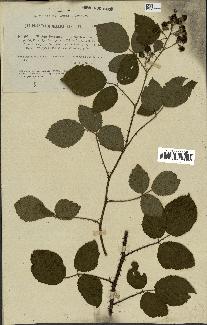 spécimen de Rubus insolatus