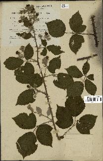 spécimen de Rubus vestitus