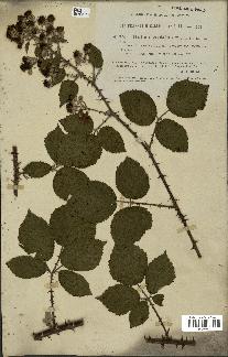 spécimen de Rubus vestitus