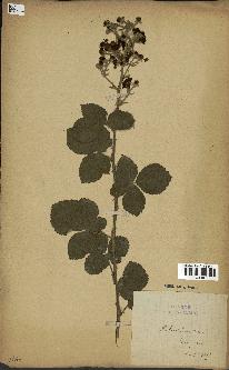 spécimen de Rubus tomentosus