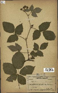 spécimen de Rubus caesius x montanus