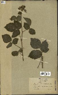 spécimen de Rubus horridus