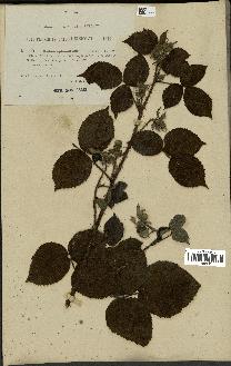 spécimen de Rubus spinosissimus