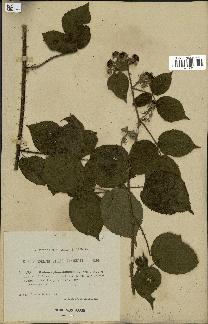 spécimen de Rubus spinosissimus