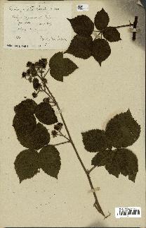 spécimen de Rubus spinosissimus