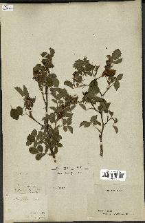 spécimen de Rosa obtusifolia