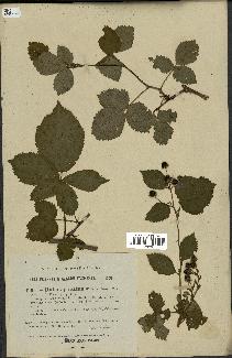 spécimen de Rubus plicatus