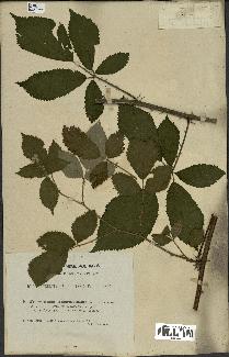 spécimen de Rubus longicuspidatus