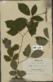 spécimen de Rubus longicuspidatus