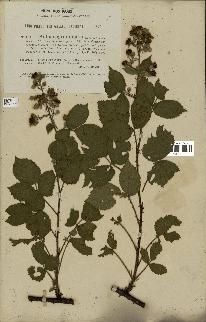 spécimen de Rubus pyramidalis