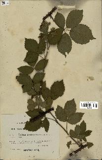 spécimen de Rubus pyramidalis