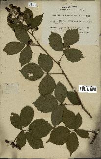 spécimen de Rubus pyramidalis