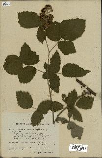 spécimen de Rubus macrophyllus