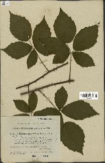 spécimen de Rubus macrophyllus