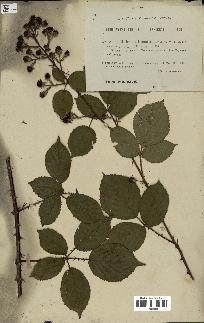 spécimen de Rubus villicaulis