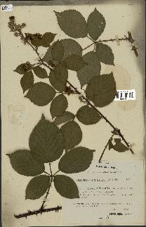 spécimen de Rubus villicaulis