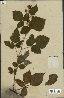 spécimen de Rubus macrophyllus