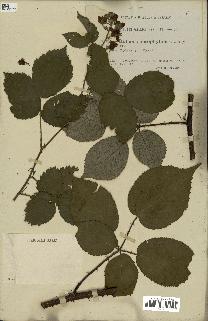 spécimen de Rubus macrophyllus